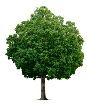 Lawyer Client Development Lesson: Selling Trees | Cordell Parvin Blog
